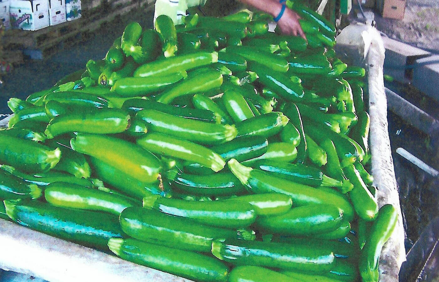 Homegrown zucchini
